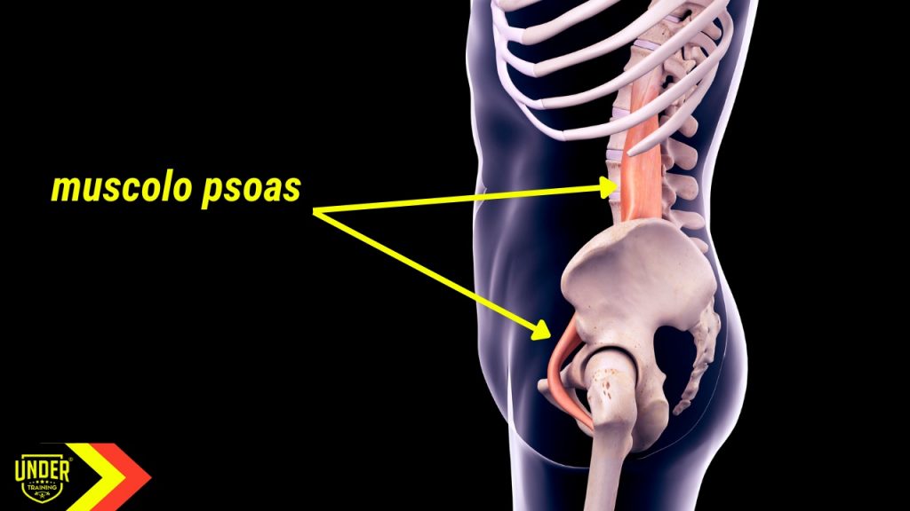 muscolo psoas posizione